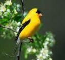 American Goldfinch