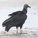 Black Vulture