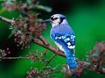 Blue Jay