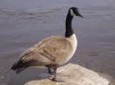 Canadian Goose