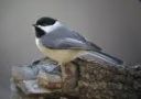 Carolina Chickadee