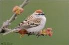 Chippiing Sparrow