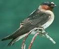 Cliff Swallow