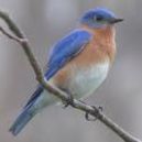 Eastern Bluebird