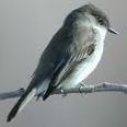 Eastern Phoebe