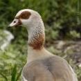 Egyptian Goose