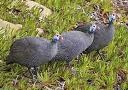 Helmeted Guinea Fowl