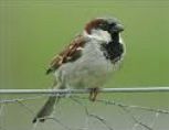 House Sparrow