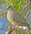 Inca Dove