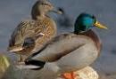 Mallard Duck