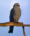 Mississippi Kite