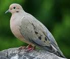 Mourning Dove