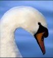 Mute Swan