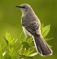 Northern Mockingbird