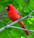Northern Cardinal