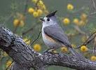 Black-Crested Titmouse