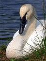 Trumpeter Swan