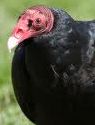 Turkey Vulture