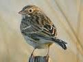 Vesper Sparrow