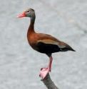 Black-Bellied Whistling Duck
