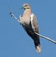 White-Winged Dove