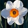 daffodil