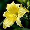 daylily