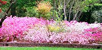 Lovely flower bed.