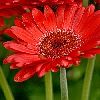 gerber daisy