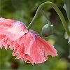poppy