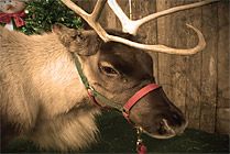 Reindeer
