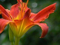 Yellow Shining Thru by Noelle Franklin