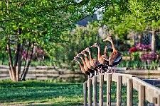 Whistling Ducks by Paul Valentine