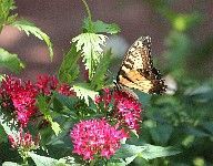 Yellow Swallowtail by Colton Holloman