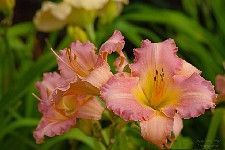 Pink Beauties by Judy Valentine