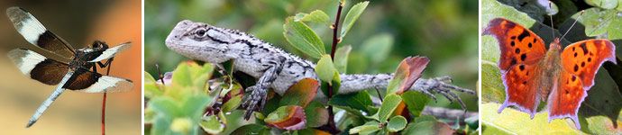 lizard photo by Jann, butterfly by Les, dragonfly by Larry