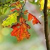 fall oak leaves