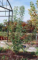 johnnyAppleseedTree_web