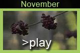 November Video