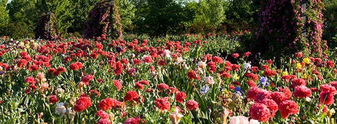 fields of pink double ruffle poppies